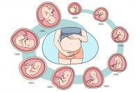 Gravid vecka 7